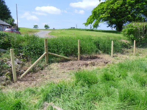 100 stock fencing sheep - stock,